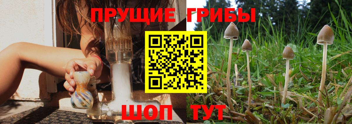 Псилоцибиновые грибы Psilocybe Каспийск